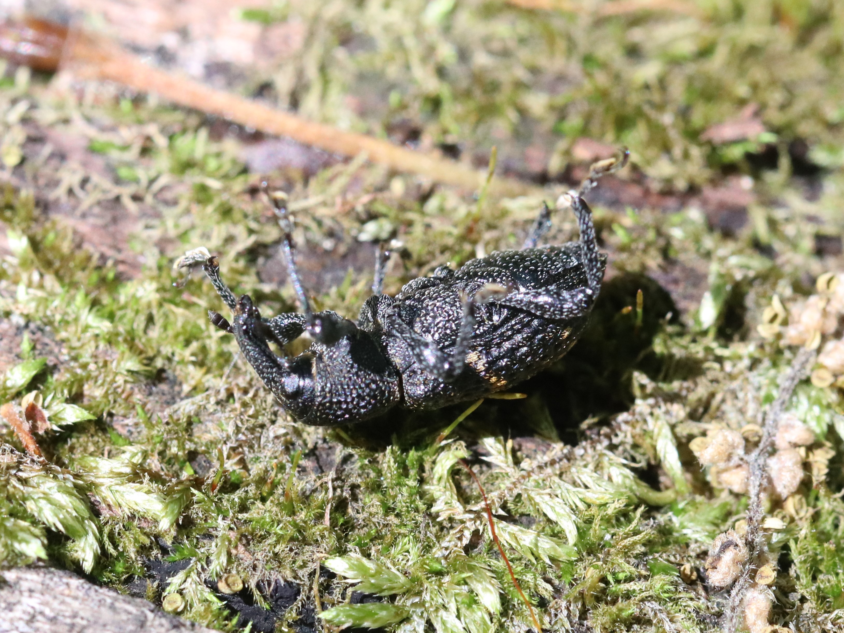 木上のクリアナアキゾウムシ